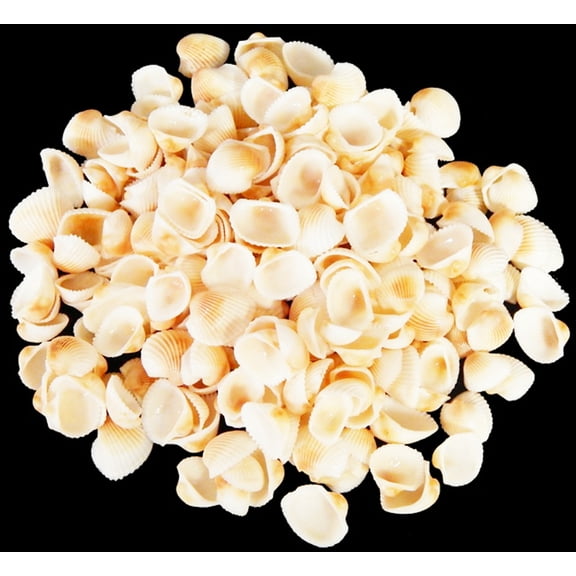 Florida Shells and Gifts 4oz (200) Tiny White Granosa Shells 1/2-3/4" Beach Crafts Wedding Decor Nautical