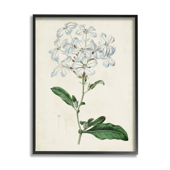 Rustic Garden Floral Study Charming White Blossoms 16 in x 20 in Framed Painting Art Print, by Stupell Home Décor