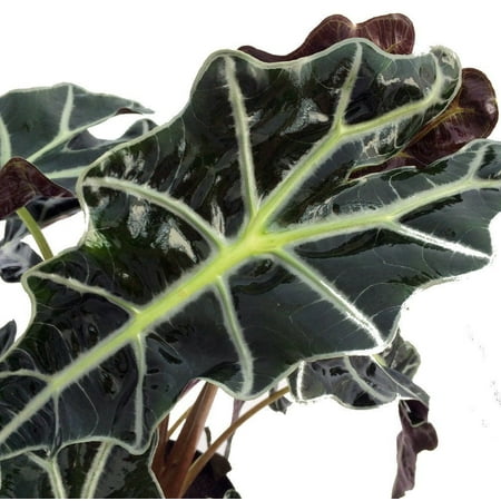 Amazon Black Shield Plant - Alocasia amazonica - Polly - 4" Pot