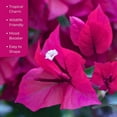 thumbnail image 7 of 12 James Walker Bougainvillea, Live Plants – Fast-Growing Tropical Vine, Thriving in 2.5" Nursery Cubes, 7 of 7