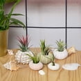 thumbnail image 3 of Lutabuo Sea Urchin Air Pineapple Shells Conch Aquarium Bonsai Mediterranean Seashells De, 3 of 9
