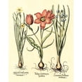 thumbnail image 2 of Besler, Basilius 26x32 Gold Ornate Wood Framed with Double Matting Museum Art Print Titled - Bulb Garden IV, 2 of 4