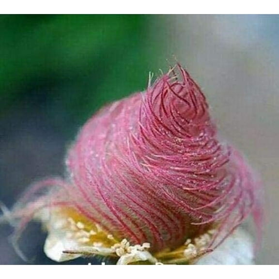 CZ Grain 50 Prairie Smoke Geum Triflorum Plant Seeds