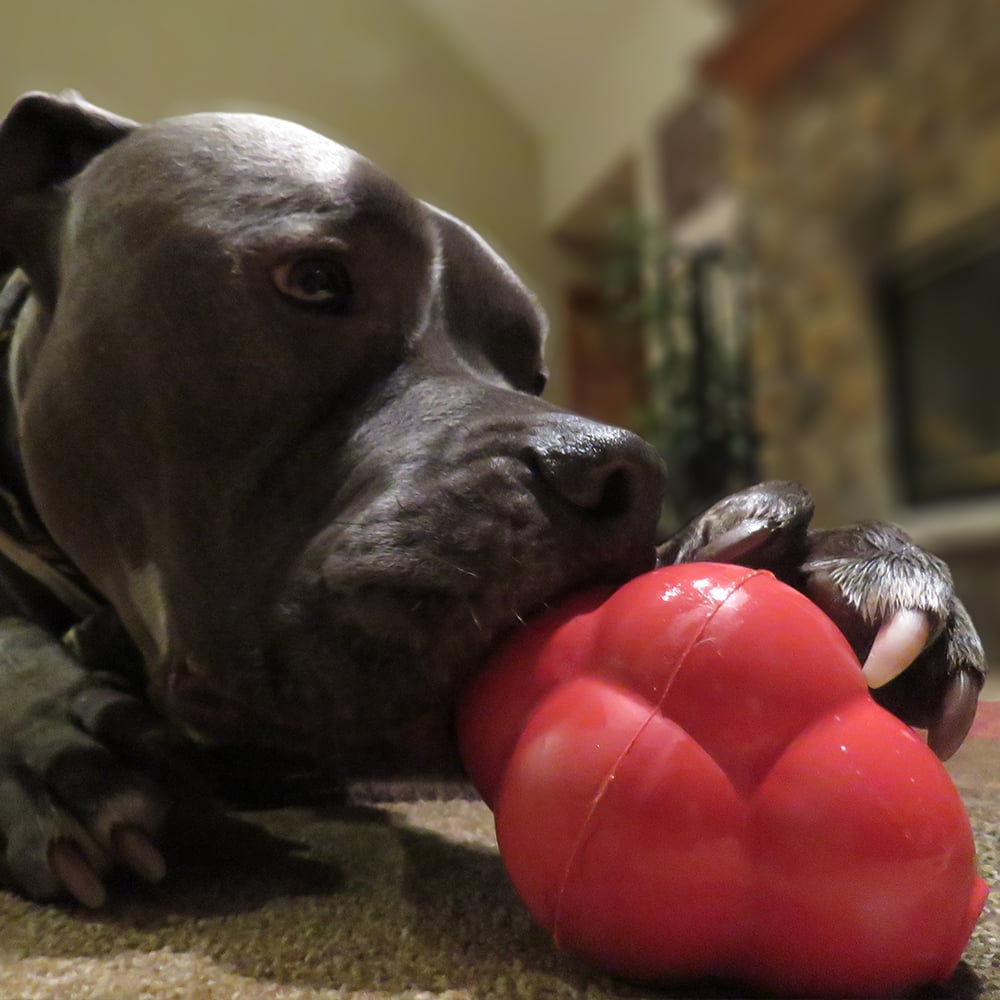 Titan Red Rubber Busy Bounce Dog Toy Large 1 pk - Ace Hardware