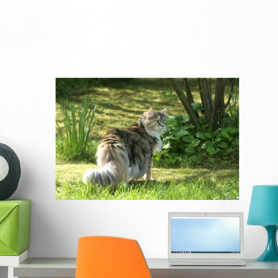 Cat Maine Coon Walk Wall Mural by Wallmonkeys Peel and Stick Graphic (24 in W x 16 in H) WM49604
