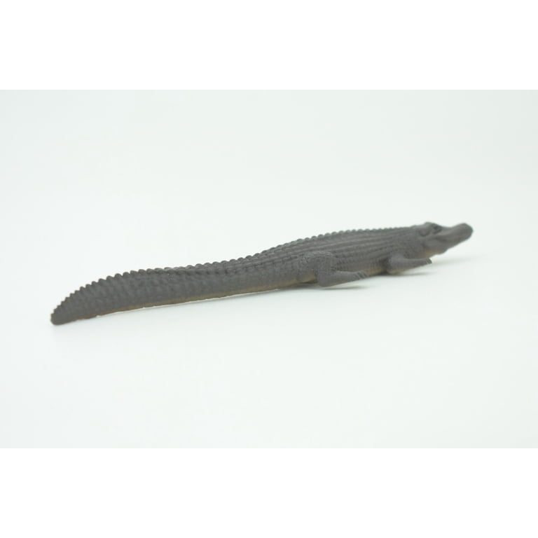 Black Caiman, Melanosuchus niger, Orinoco Crocodile, Educational