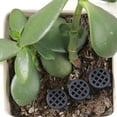 thumbnail image 5 of CoreLiving Fertilizer Mesh Baskets with Lid, Portable Plastic Nursery Pots and Small Plant Nutrition Cups for Succulent, Orchid, Bonsai and Seedling, 1PC, 5 of 8