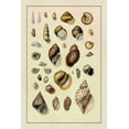 thumbnail image 2 of Sowerby, G.B. 13x18 Black Ornate Wood Framed with Double Matting Museum Art Print Titled - Shells: Sessile Cirripedes #2, 2 of 4