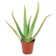 thumbnail image 3 of Aloe Vera (6"+ Minimalist Pot) - Indoor, Outdoor Plant - Live, Healthy Plant - Bright, Direct Sunlight Plant, 3 of 6