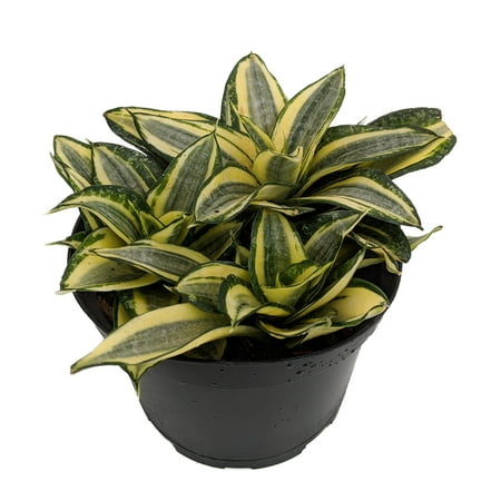 Golden Hahnii Birdsnest Snake Plant -Sanseveria-Almost Impossible to Kill-6" Pot - Walmart.com Golden Hahnii Birdsnest Snake Plant -Sanseveria-Almost Impossible to Kill-6" Pot - Walmart.com