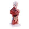 New Human Torso Model 28cm Anatomical Anatomy Model Teaching Model