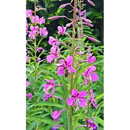 LAMINATED POSTER Honey Bee Wild Plant Nature Epilobium Pink Flowers Poster Print 24 x