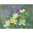 thumbnail image 2 of Fitzharris, Tim 18x15 White Modern Wood Framed Museum Art Print Titled - Adonis Blazingstar and wild geranium, 2 of 4