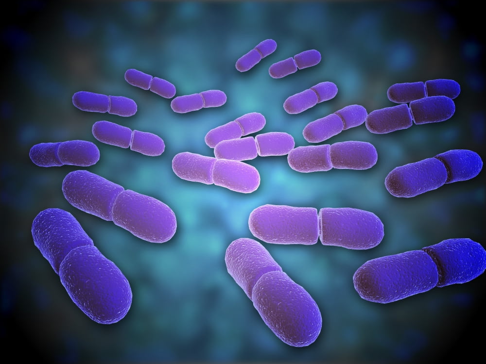 Microscopic view of Listeria monocytogenes. Listeria monocytogenes is