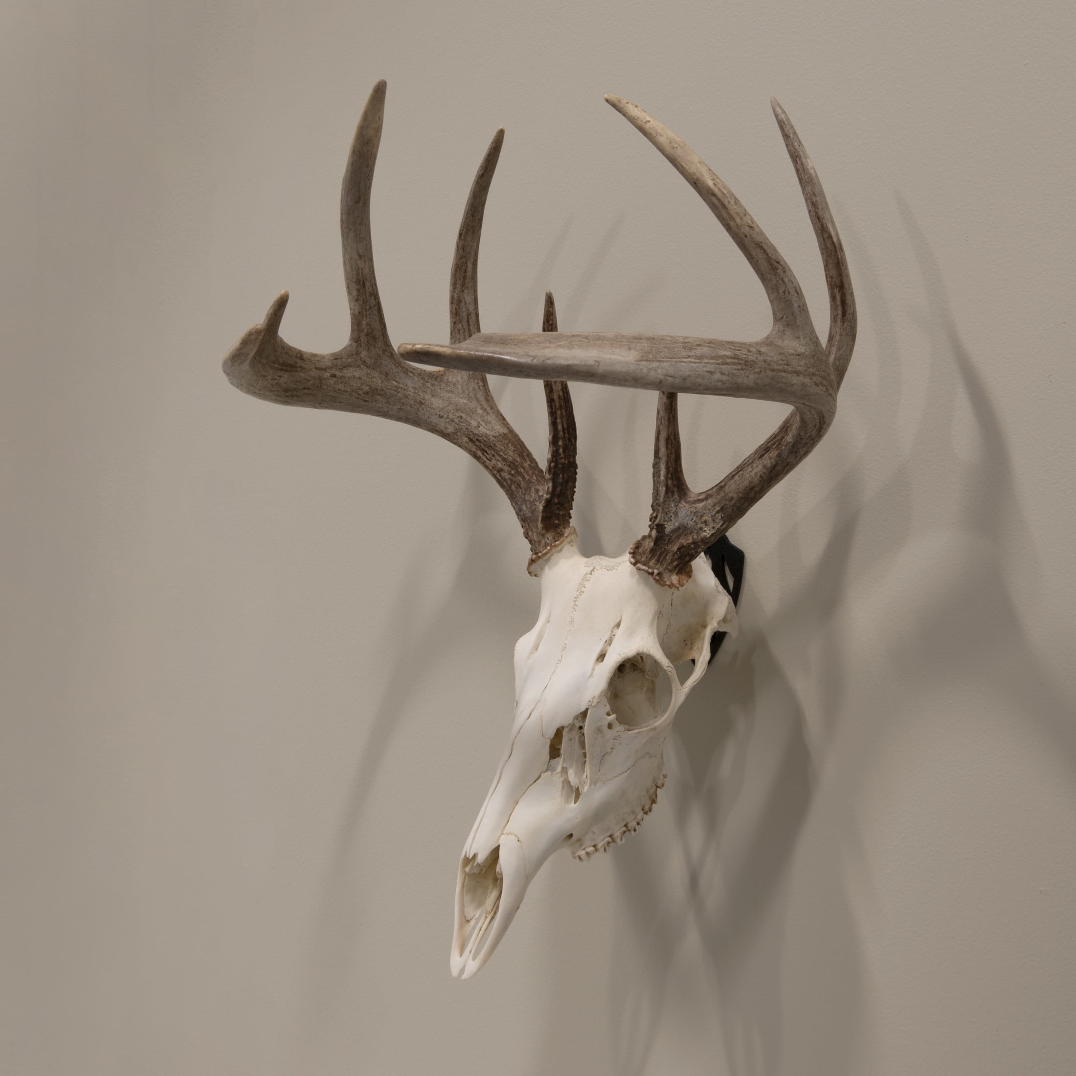 Allen Company Ez Mount European Deer Skull Wall Display - Skull Peg Hooks 3-Pack - For Whitetail & Mule Deer - Easy Install - Durable Steel Construction - Black