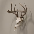 thumbnail image 3 of Allen Company Ez Mount European Deer Skull Wall Display - Skull Peg Hooks 3-Pack - For Whitetail & Mule Deer - Easy Install - Durable Steel Construction - Black, 3 of 7