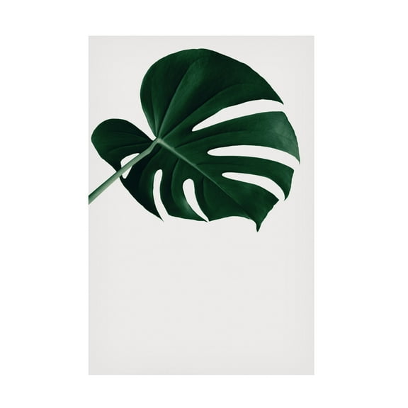 Canvas Wall Art - Pictufy Studio Iii 'Monstera Natural 19' Wall Art for Living Room, Bedroom, or Office D?cor by Trademark Fine Art - 12 x 19 Inches