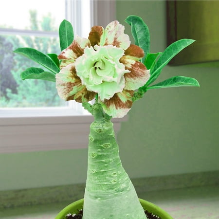 

Desert Rose Bulbs A Well-developed Root System Unique Full of Vitality and Requires Has Strong Vitality
