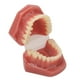 thumbnail image 5 of Modelo de boca dental ANGGREK Modelo de dientes dentales Entrenamiento de ortodoncia Simulación de 28 dientes, 5 of 8