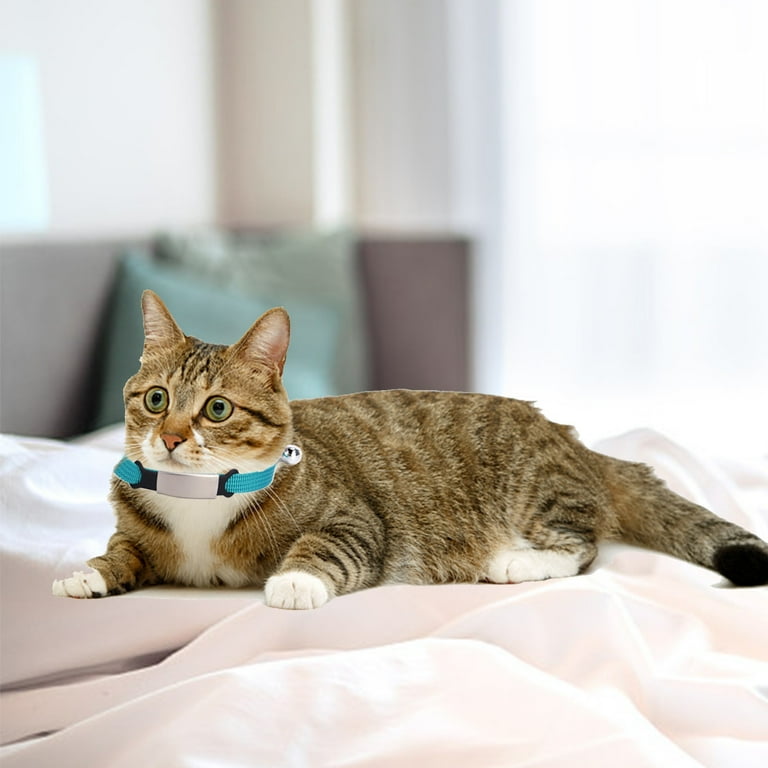 Pet accessories online shop hotsell