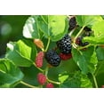 thumbnail image 5 of Everbearing Mulberry Tree - Live Plant in a 4 Inch Pot - Edible Fruit Tree for The Patio and Garden, 5 of 5