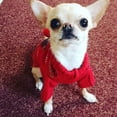 thumbnail image 4 of Suéter para perro, suéter de invierno para perro, suéter navideño para perro, chaqueta de punto de invierno, ropa para mascotas, regalo de suéter de moda para perro, rojo XS, 4 of 5