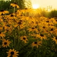 thumbnail image 6 of The Old Farmer's Almanac Rudbeckia Black Eyed Susan Seeds - Premium Non-GMO, Open Pollinated, USA Origin, Flower Seeds - 1 Gram, 6 of 7