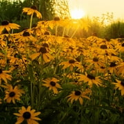 The Old Farmers Almanac Rudbeckia Black Eyed Susan Seeds - Premium Non-GMO, Open Pollinated, USA Origin, Flower Seeds - 1 Gram