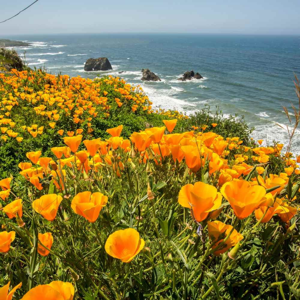 Outsidepride California Poppy Wildflower Seed - 1 LB