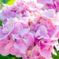 thumbnail image 5 of Perfect Plants Penny Mac Hydrangea 1 Gallon, 5 of 7