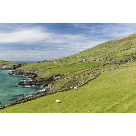 Sheep Fences and Rock Walls Along the Dingle Peninsula Print Wall Art By Michael