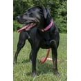 thumbnail image 2 of Country Brook Design&reg; Deluxe Nylon Dog Collar and Leash, 2 of 7