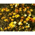 thumbnail image 4 of TomorrowSeeds - African Daisy Mix Seeds - 4500+ Count - For 2026 Planting Cape Marigold Rain, 4 of 9