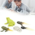 thumbnail image 1 of Animal Growth Cycle Biological Model,Growth Stage Lifelike Animals Life Cycle Model for Children, 1 of 7