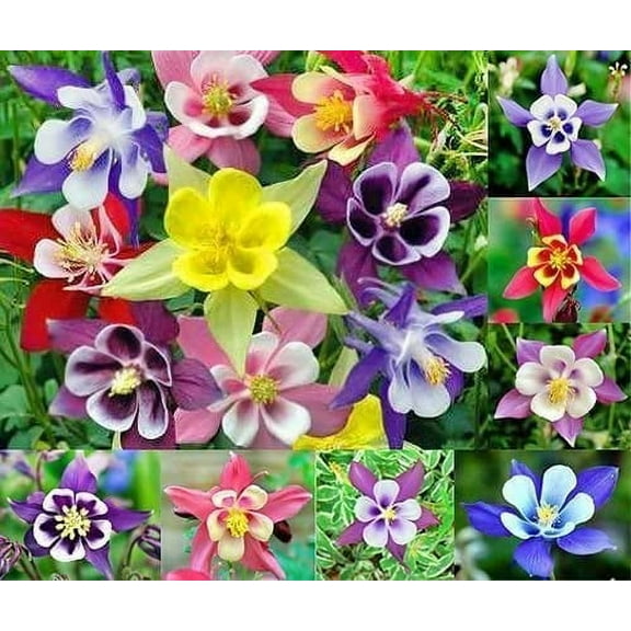 CZ Grain 100 Multicolor Columbine Plant Seeds