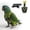 Black, variant on Bird Outdoor Training Harness and Leash for Parrots, Adjustable Flight Suit, Escape-Proof Aviary Gear for Small Birds
