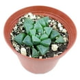 thumbnail image 1 of Haworthia Retusa (4"+ Plastic Pot) - Tiny, Lovely, Easy to Care Rosette Succulent for Beginners - Live Healthy Succulent for Home Office, 1 of 5