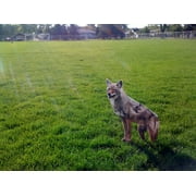BIRD-X INC. Coyote Decoy, 20 in H, Pet Deterrent, 24 in L x 1 in W, with Mounting Stakes, 4 lb