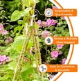 thumbnail image 2 of Backyard X-Scapes 48" Plant Support Bamboo Garden Stakes Natural (25 Pieces), 2 of 7