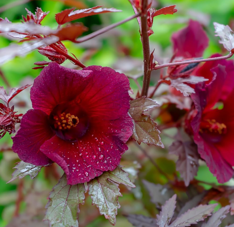 Set 2 Cranberry Hibiscus Live Plant, Hardy Red Hibiscus Flowering Starter Plant for Garden or Containers, 4–7 Inch Tall