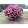 thumbnail image 2 of Bloomables 2.25 gal. Crape Myrtle Enduring Lavender Shrub with Lavender Flowers, 2 of 6