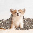thumbnail image 4 of Pofeuu Raccoon Print Puppy Blanket,Dog Blankets,Pet Blanket Cozy Cat Blankets for Indoor Cats, Fuzzy Pet Blanket for Kitten Doggy Dog Blankets-Large, 4 of 8
