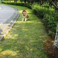 thumbnail image 4 of Cable de amarre para perros, correas para perros a prueba de masticar en el jardín, corbata para perros resistente, línea de sujeción duradera para corredores para perros para exteriores, pa, 4 of 5