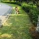 thumbnail image 4 of Cable de amarre para perros, correas para perros a prueba de masticar en el jardín, corbata para perros resistente, línea de sujeción duradera para corredores para perros para exteriores, pa, 4 of 5