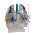 thumbnail image 5 of Transparent PVC Lungs Anatomy Model for Educational Training Aid, Anatomical Liver Model Shows Details of Bronchial Tree, 5 of 17
