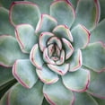 thumbnail image 2 of Bell, Jan 12x12 White Modern Wood Framed Museum Art Print Titled - Edged in Red, 2 of 4