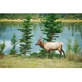 thumbnail image 2 of Jaynes Gallery 32x23 Black Ornate Wood Framed with Double Matting Museum Art Print Titled - Canada-Alberta-Jasper National Park Bull elk next to Athabasca River, 2 of 4