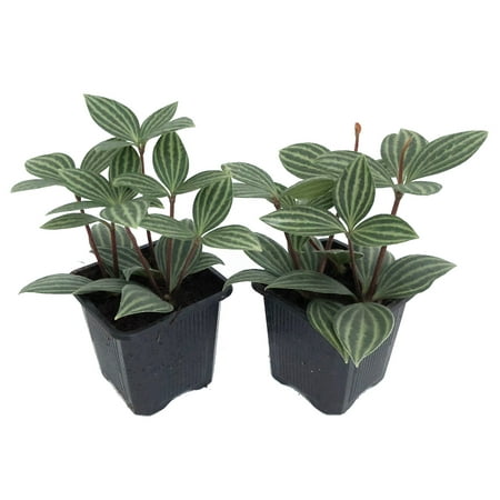Parallel Peperomia puteolata - Easy to Grow House Plant -2 Live Plants - 3