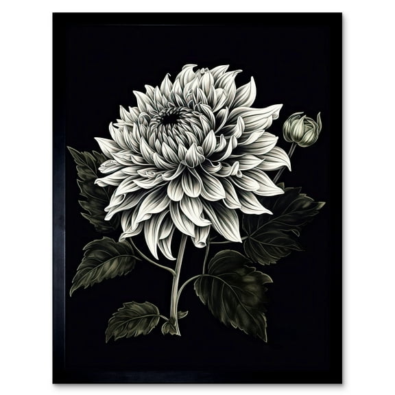 White on Black Dahlia Flower Bloom Illustration Art Print Framed Poster Wall Decor 12x16 inch