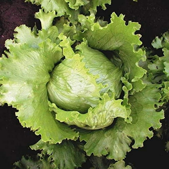 HJADGG Graines Tête Croustillante Laitue Iceberg Vert Salade Croustillant au Beurre Non OGM Légume d'Héritage pour la Plantation 1000 Graines